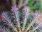 Free Zoom Cactus Royalty Free Stock Images - 465669