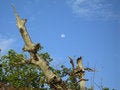 Free Moon Over Mangrove & Sea Oats Stock Images - 4601954