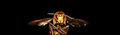 Free Flying Wasp Royalty Free Stock Photography - 4602437