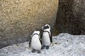 Free African Penguins Love Royalty Free Stock Images - 4602889