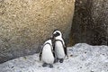 Free African Penguins Love Stock Image - 4602891