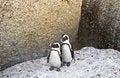 Free African Penguins Stock Images - 4602894