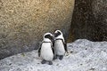 Free African Penguins Royalty Free Stock Image - 4602896