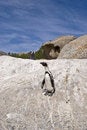 Free African Penguins On Rock Stock Image - 4602921
