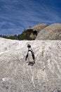 Free African Penguins On Rock Royalty Free Stock Photos - 4602928