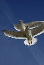 Free Soaring Stock Photos - 4608303