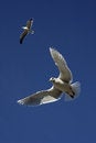 Free Soaring Royalty Free Stock Photography - 4608407