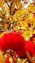 Free Wash Lanterns Royalty Free Stock Photo - 4609395