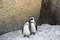 Free African Penguins Love Stock Image - 4602891