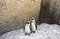Free African Penguins Stock Images - 4602894
