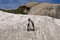 Free African Penguins On Rock Royalty Free Stock Images - 4602909