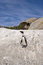Free African Penguins On Rock Stock Image - 4602921