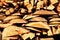 Free Pieces Of Wood Royalty Free Stock Image - 4606706