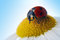 Free Camomile Flower With Ladybug Royalty Free Stock Image - 4606916