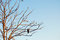 Free Old Tree Stock Image - 4609101