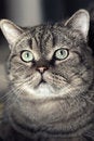 Free Eyes Of The Cat .... Stock Photo - 4610520