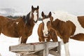 Free Winter Feed Stock Images - 4611904