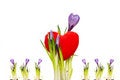 Free I Love You Royalty Free Stock Image - 4614166
