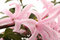 Free Hyacinths Flowers. Royalty Free Stock Photo - 4612155
