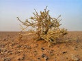 Free Desert Plant Royalty Free Stock Photography - 4637717