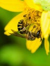 Free Bee Collecting Nectar From Flower Royalty Free Stock Images - 4638449