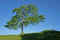 Free Tree On Hill Stock Photo - 4631800