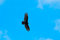 Free Flying Bird On Blue Sky Royalty Free Stock Photos - 4631888