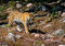 Free Tiger On The Move Royalty Free Stock Photos - 4639688