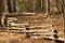 Free Split Rail Fence In Forest Stock Photography - 4639762