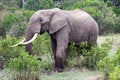 Free Elephant In The Reserve Stock Photos - 4648333