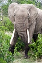 Free Elephant In The Reserve Royalty Free Stock Images - 4648369