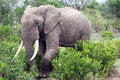 Free Elephant In The Reserve Royalty Free Stock Photography - 4648377