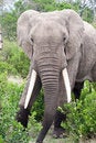 Free Elephant In The Reserve Stock Images - 4648394