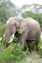 Free Elephant In The Reserve Stock Photo - 4648470