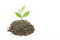 Free Small Plant Royalty Free Stock Photography - 4643097