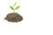 Free Small Plant Royalty Free Stock Photo - 4643125