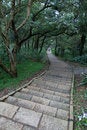 Free Trail Vanishing Into The Distance Stock Image - 4654331