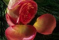 Free Rose And Petals Stock Photography - 4656222