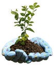 Free New Growth Royalty Free Stock Image - 4657016