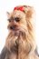 Free Yorkshire Terrier Royalty Free Stock Image - 4656016