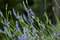 Free Lavender Stock Images - 4656984