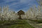 Free Barn And Blossoms Royalty Free Stock Photo - 4657155