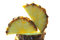 Free Pineapple Cut On A Part Isolated Royalty Free Stock Images - 4657479