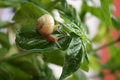 Free Snail On The Leaves Stock Photography - 4662222
