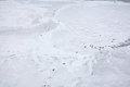 Free Ice-floe With Harp Seals Royalty Free Stock Photo - 4668055