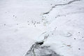 Free Ice-floe With Harp Seals Royalty Free Stock Image - 4668056