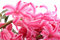 Free Hyacinths Flowers. Stock Photo - 4662230