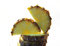 Free Pineapple Cut On A Part Royalty Free Stock Photos - 4664768