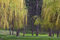 Free Weeping Willow Stock Photos - 4666963