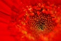 Free Red Daisy Stock Image - 4677391